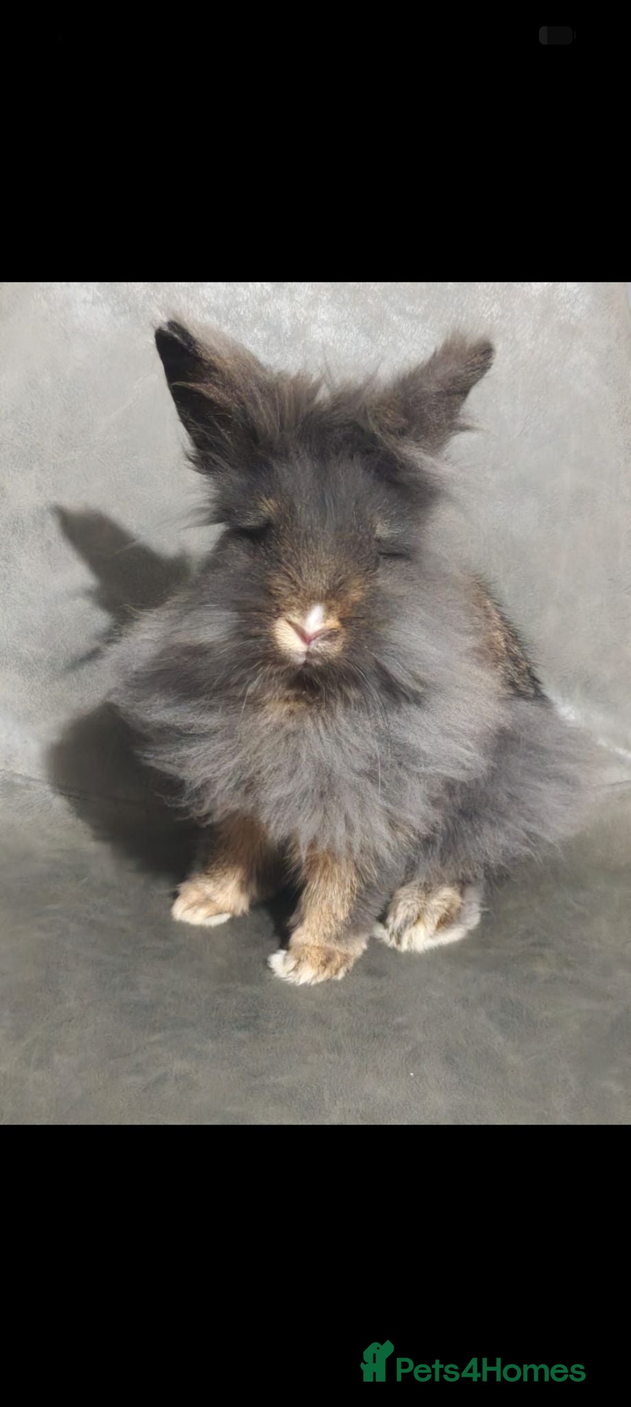 Lionhead rabbits Lionhead male - Advert 1
