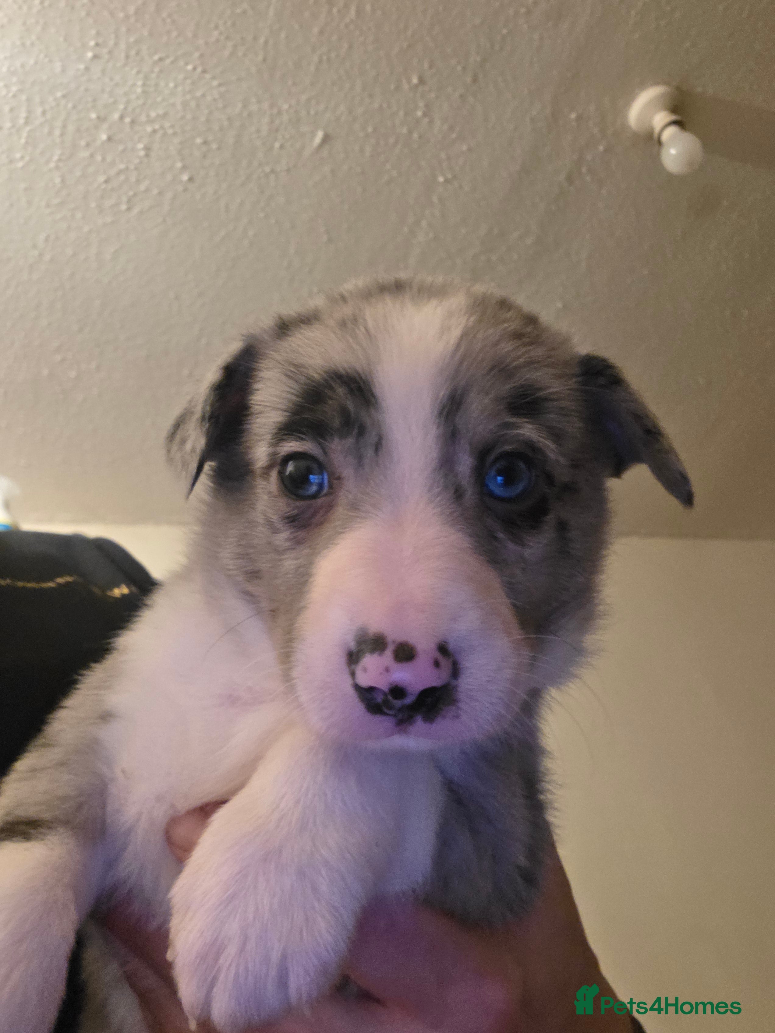 Mixed Breed dogs Gorgeous border collie cross puppies - Advert 10