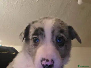 Mixed Breed dogs Gorgeous border collie cross puppies - Advert 10