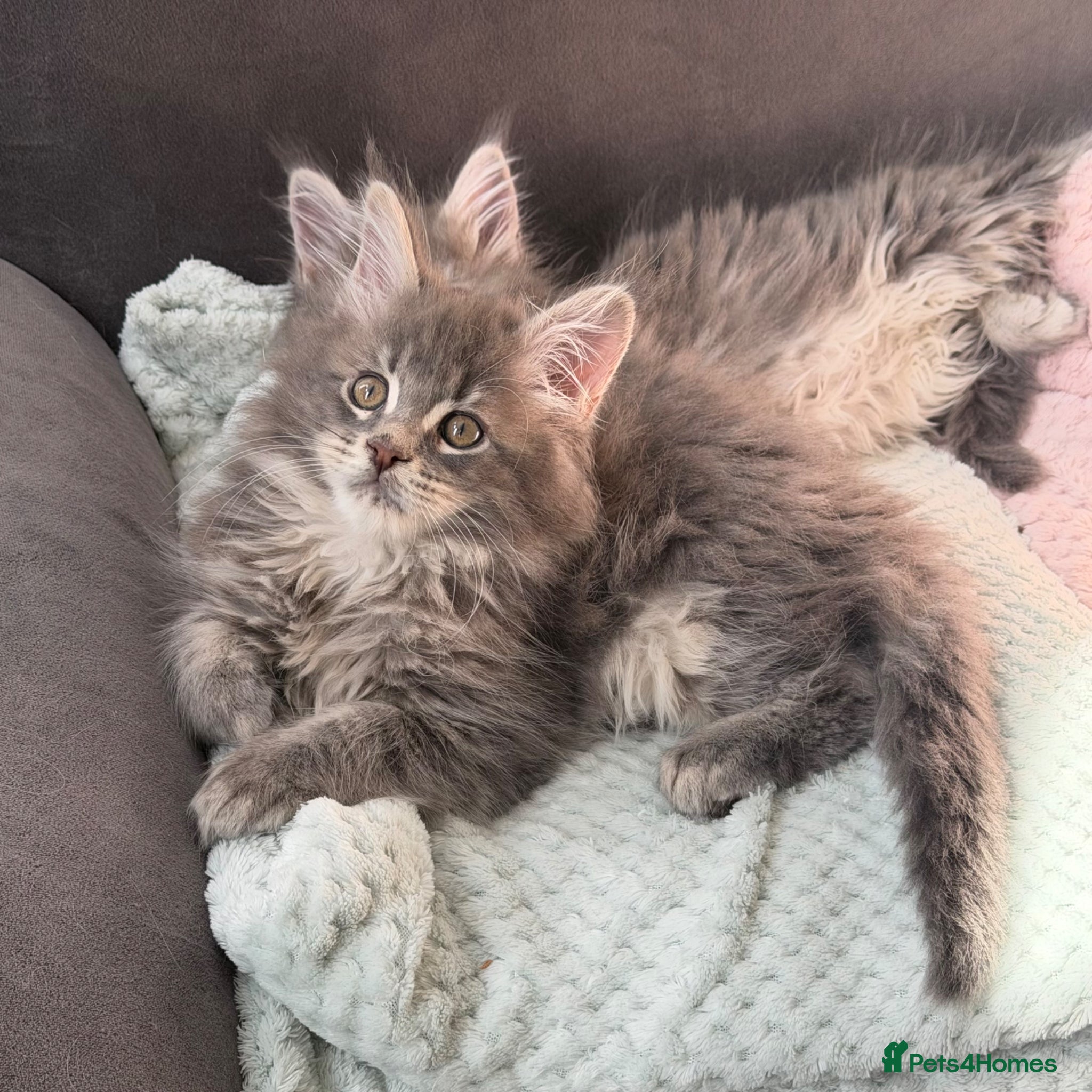 Maine Coon cats for stud: Champion Lines - Proven, Gentle - Blue Smoke - Advert 15