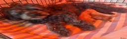 Shihpoo dogs for sale: Shihpoo puppies for sale  - Advert 20