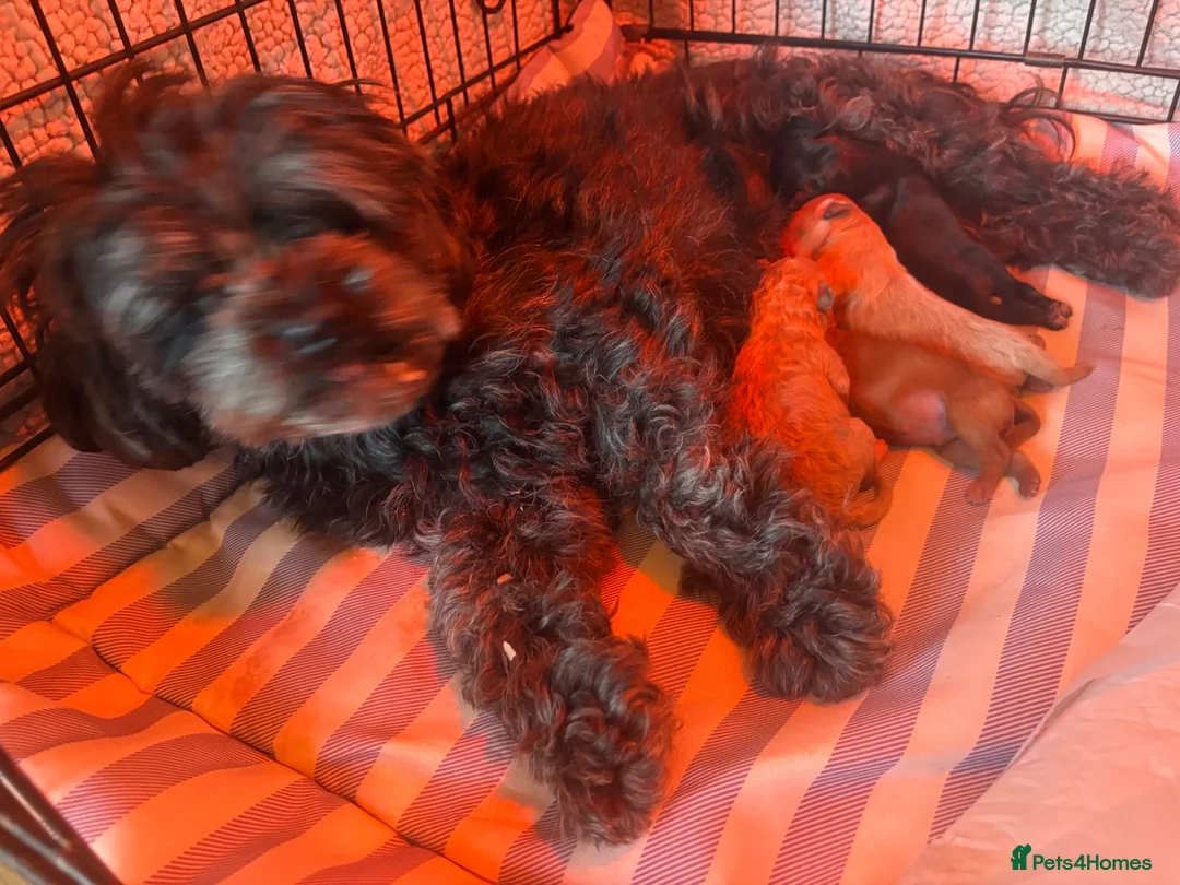 Shihpoo dogs for sale: Shihpoo puppies for sale  - Advert 20