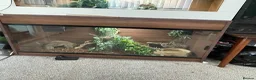 Mixed Breed reptiles for sale: 2 geckos 3 snakes  - Advert 9