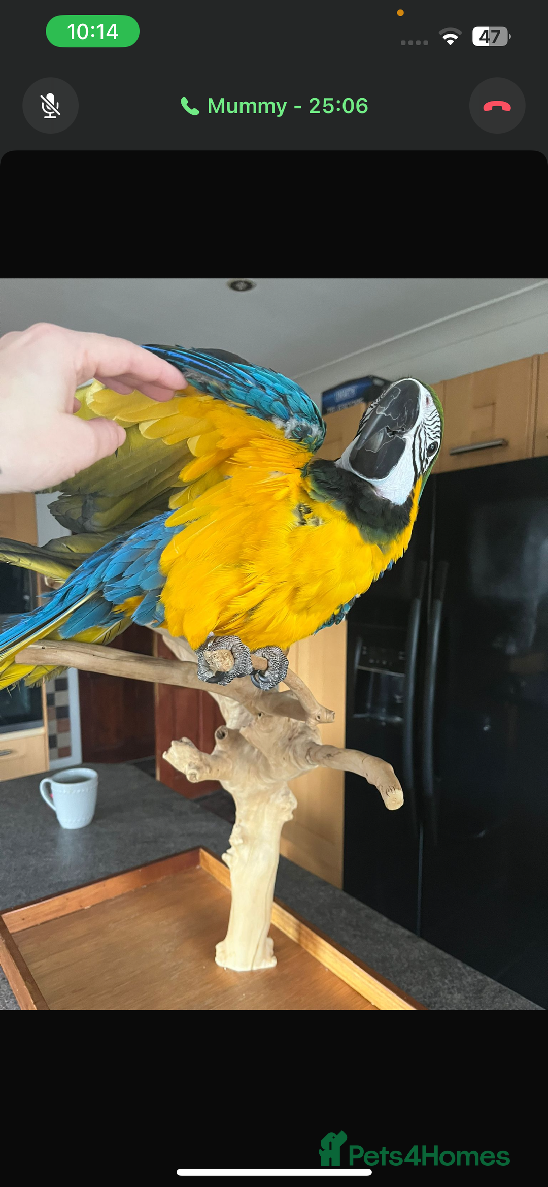 Macaws birds for sale: Blue and gold  - Advert 4