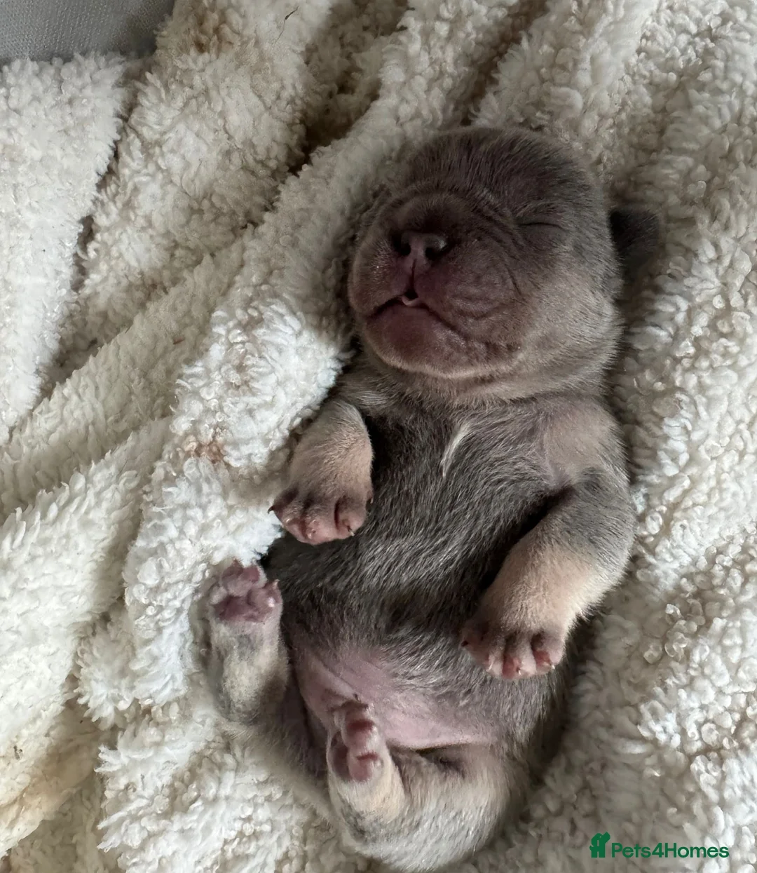 French Bulldog dogs for sale: Lilac & Tan KC Reg French Bulldog puppies  - Advert 12