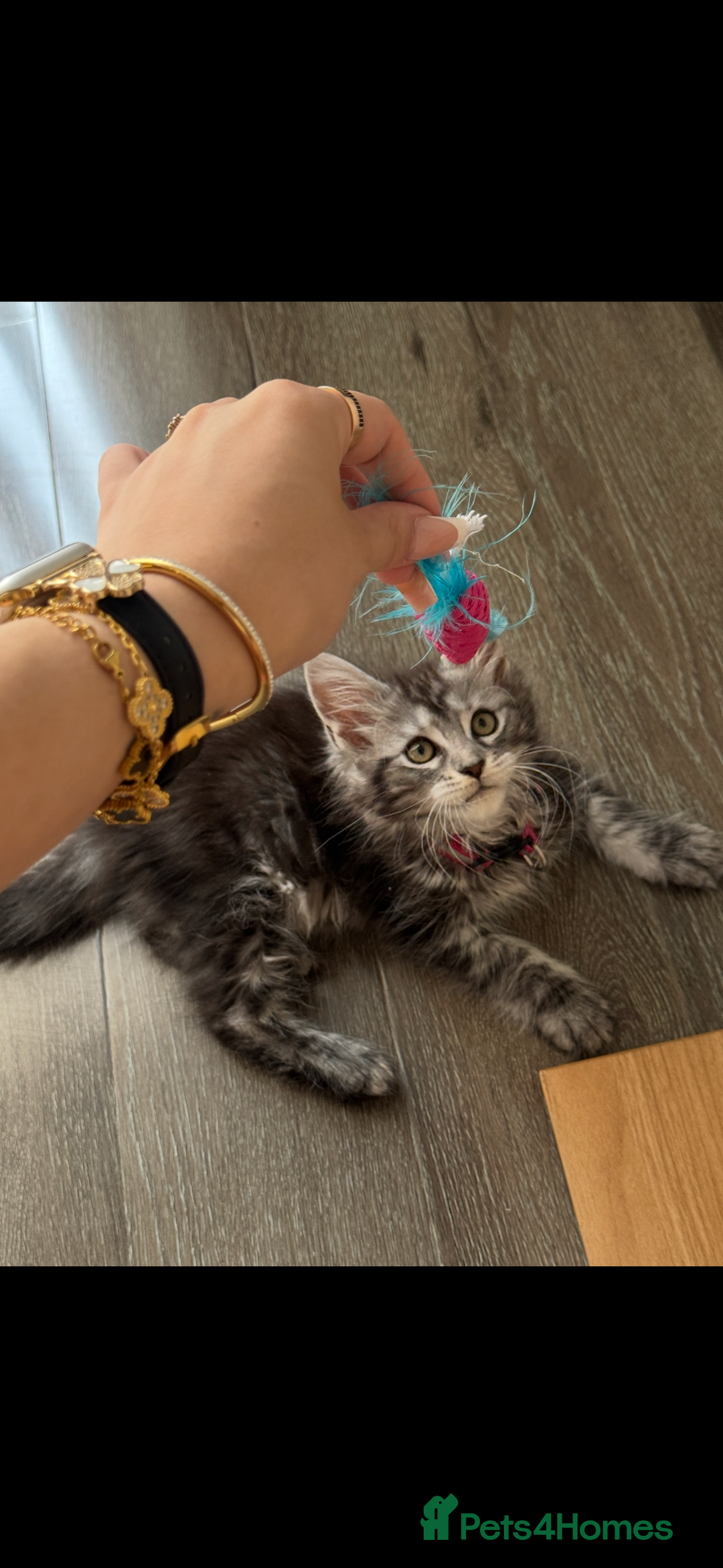 Maine Coon cats for sale: Russian XL Maine coon GIRL still looking HOME! ❤️ in Preston - Image 8