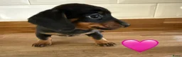 Miniature Dachshund dogs for sale: Beautiful Dapples 5 Star Licensed 5 Star reviews  - Advert 8