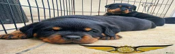 Rottweiler dogs for sale: BEAUTIFUL ROTTWEILER PUPPIES FULL KC SHOW QUALITY  - Advert 3