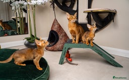 Abyssinian cats for sale: Premium Abyssinian kittens-TICA- Champion Pedigree - Image 26
