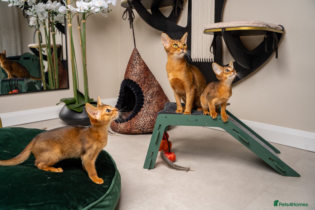 Abyssinian cats for sale: Premium Abyssinian kittens-TICA- Champion Pedigree - Image 26