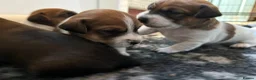 Jack Russell dogs for sale: Delightful Miniature Jack Russell Pups - Advert 18