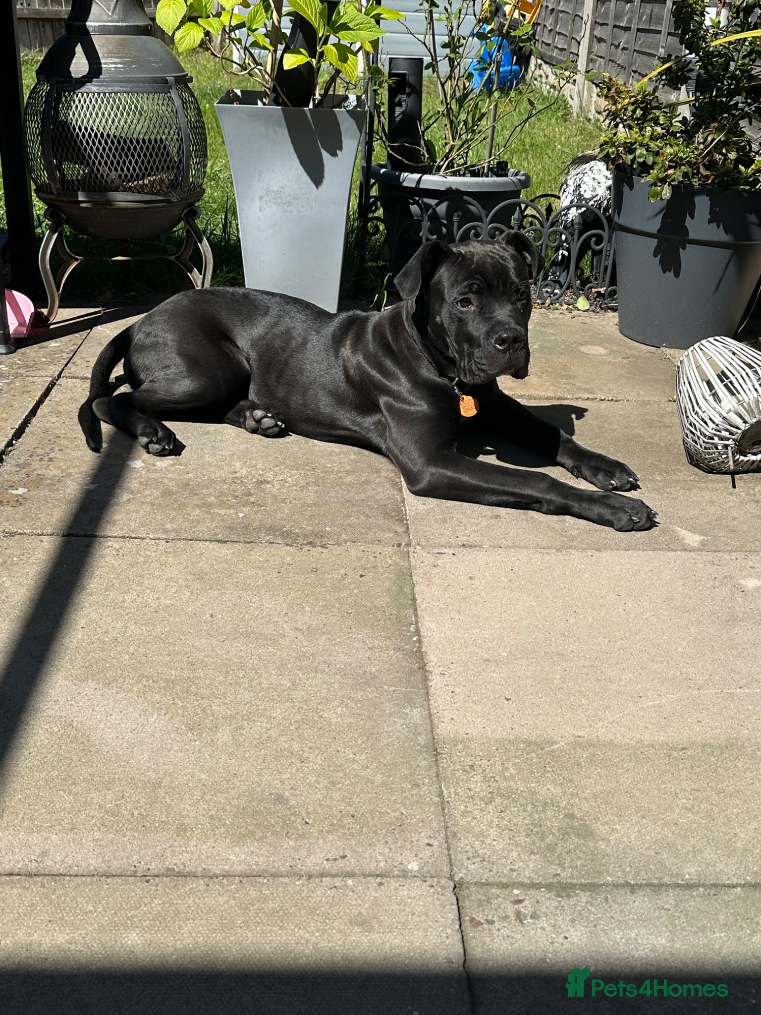 Mixed Breed dogs Cane corso x  - Advert 5