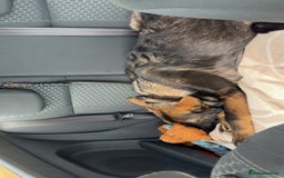 German Shepherd dogs for sale: Ozzo  - Image 2
