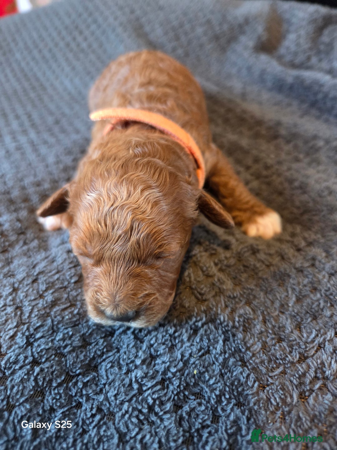 Cavapoo dogs for sale: Minature cavapoos - Advert 17