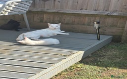 Mixed Breed cats for sale: Beautiful kittens  - Image 10