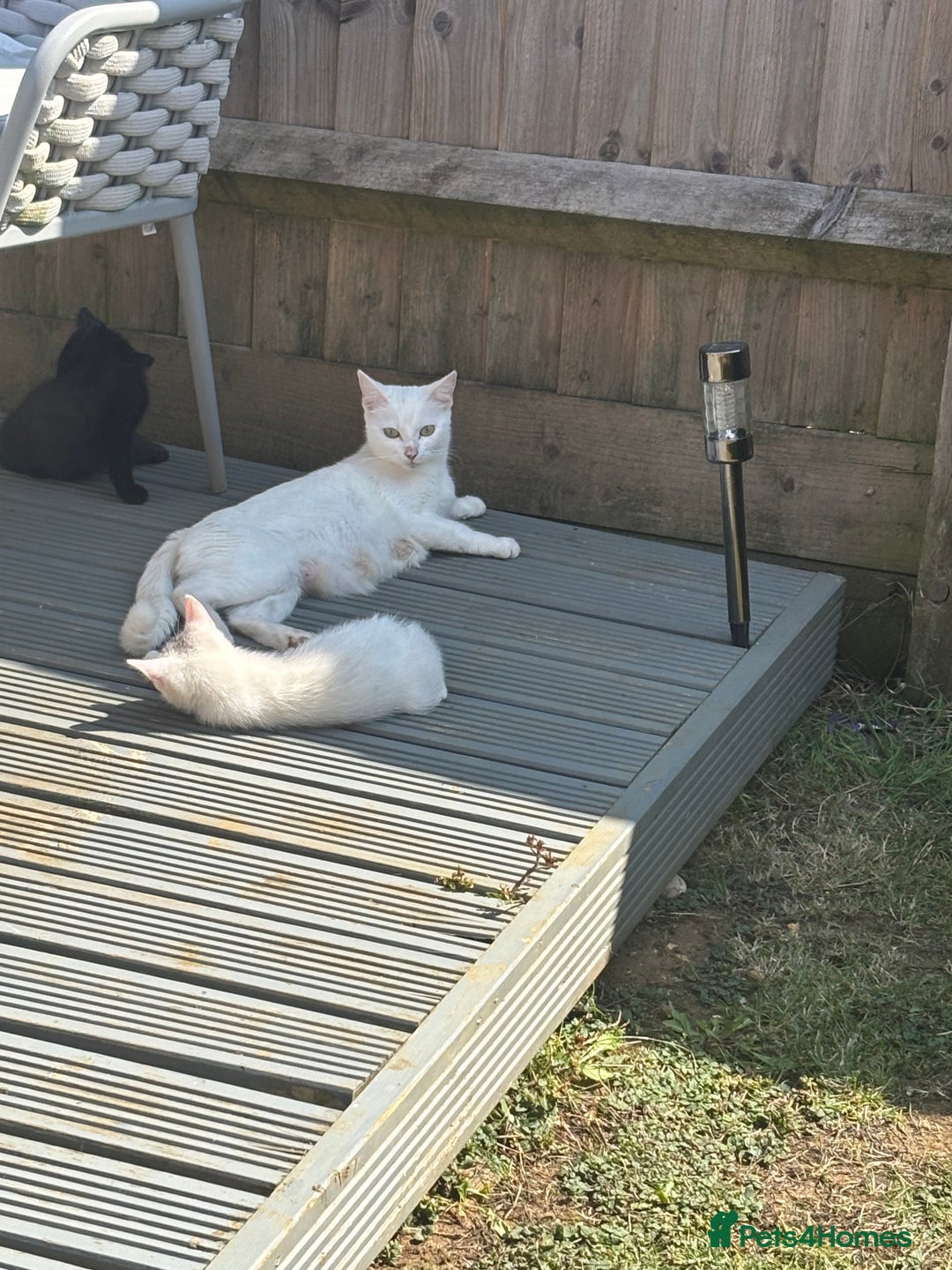 Mixed Breed cats for sale: Beautiful kittens  - Image 10