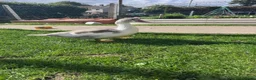 Ducks poultry for sale: GREY MUSCOVY DUCKS - very friendly - Advert 4