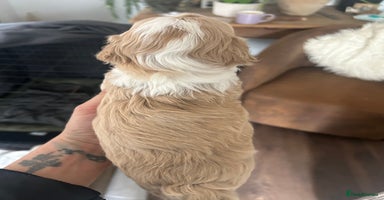 Maltipoo dogs - Advert 6