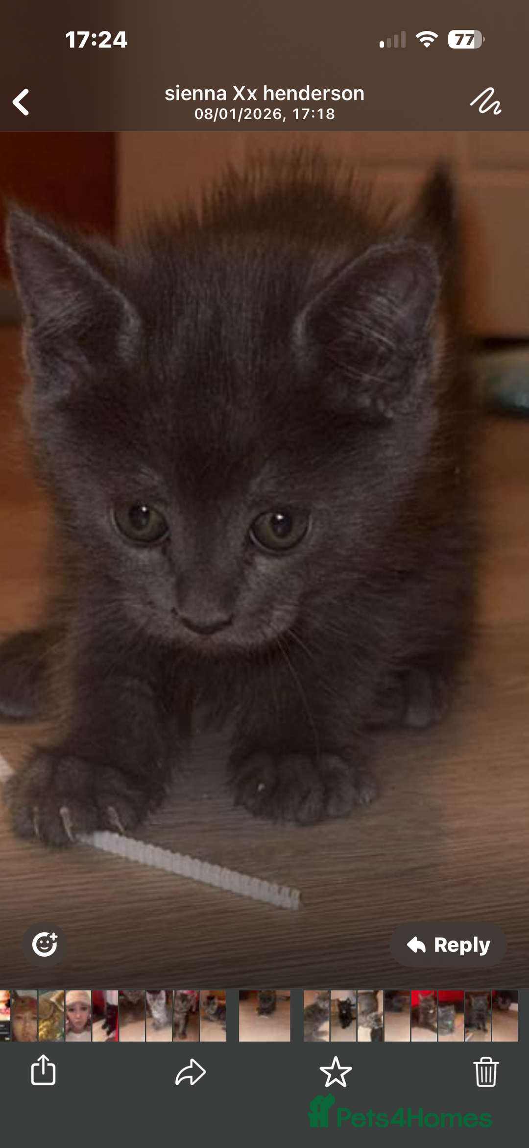 Mixed Breed cats for sale: Mainecoon cross - Advert 10