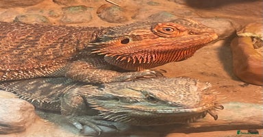 Bearded Dragon reptiles - Advert 13