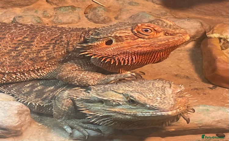 Bearded Dragon reptiles - Advert 1