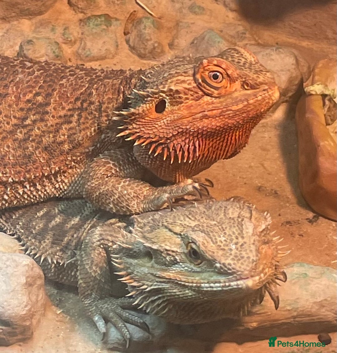 Bearded Dragon reptiles for sale: Baby Red Leatherback Bearded Dragons - Image 1