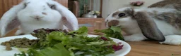 Mini Lop rabbits for sale: 2 Adorable mini lop baby bunnys in Trowbridge - Advert 5