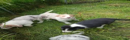 Border Collie dogs for sale: Border collie pups for sale in Bishop Auckland - Advert 14