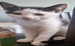 Mixed Breed cats for sale: 2 kittens one male one female - Image 8