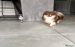 Pomeranian dogs for sale: Gorgeous Lilac Pomeranian Girl  - Image 4