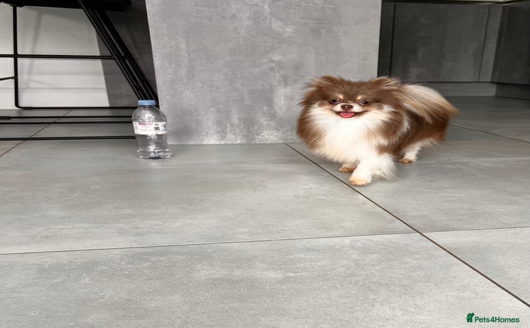 Pomeranian dogs - Advert 16