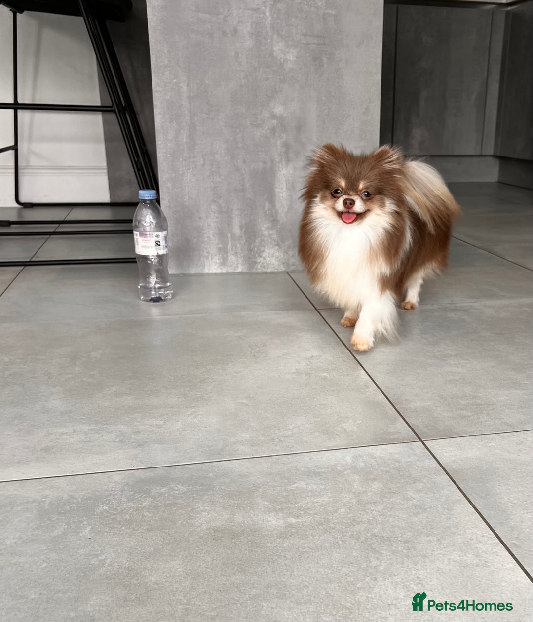 Pomeranian dogs for sale: Gorgeous Lilac Pomeranian Girl  - Image 4