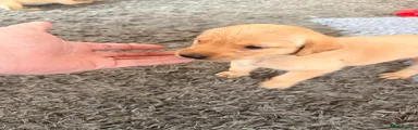 Red collar