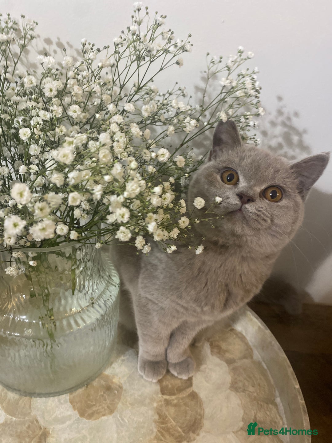 British Shorthair cats for sale: 👑 LILAC BSH reg GCCF LAST GIRL 👑 - Advert 3