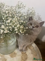 British Shorthair cats 👑 LILAC BSH reg GCCF LAST GIRL 👑 - Advert 11