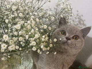 British Shorthair cats 👑 LILAC BSH reg GCCF LAST GIRL 👑 - Advert 1