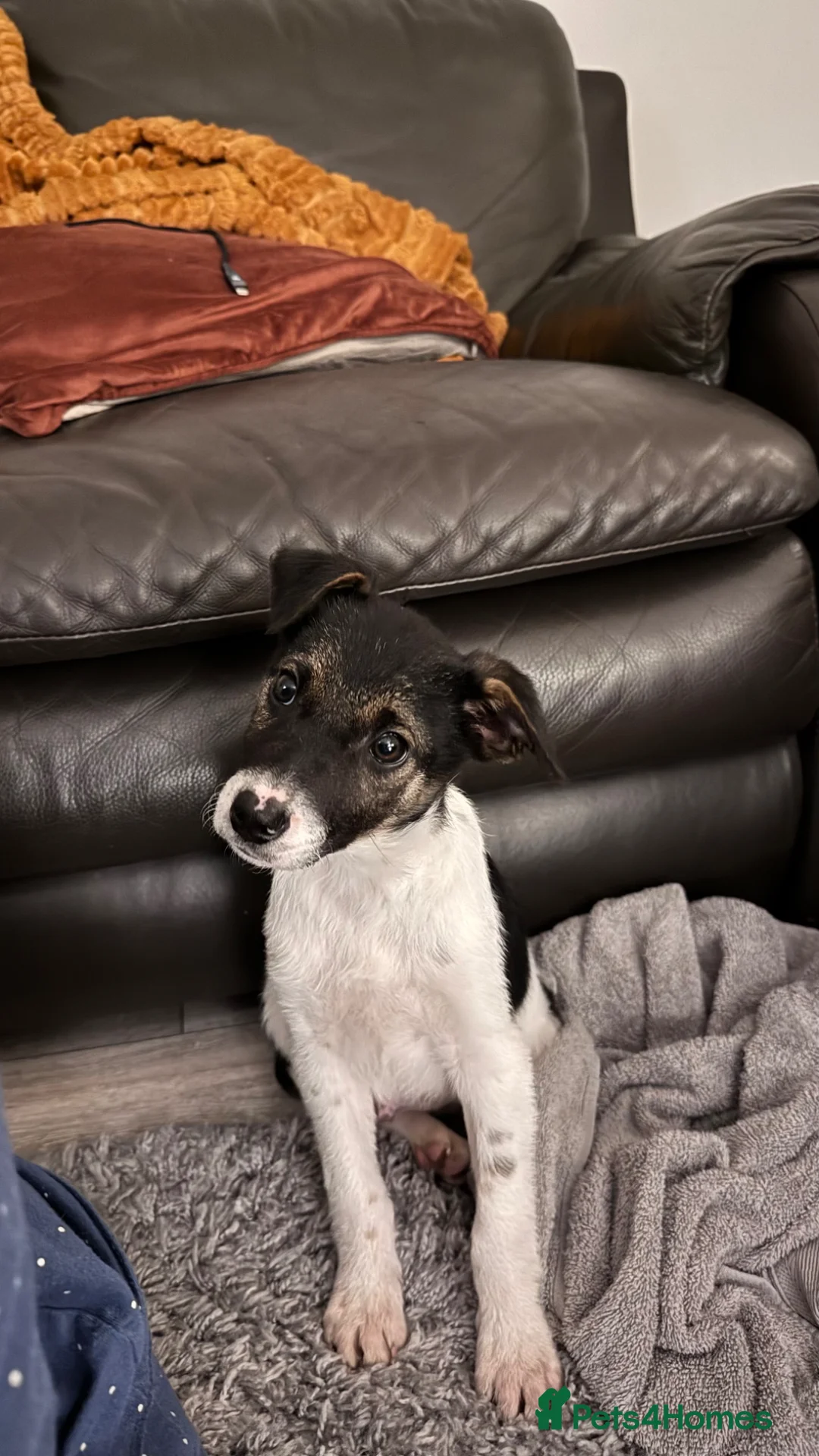 Mixed Breed dogs for sale: Border Collie Puppy - Advert 2