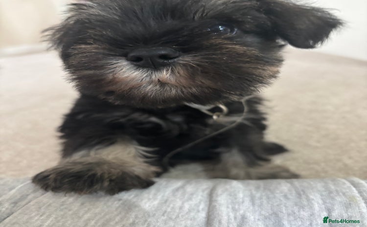 Miniature Schnauzer dogs 1more left! kc registered miniature schnauzer pups - Advert 3