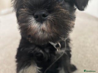 Miniature Schnauzer dogs 1more left! kc registered miniature schnauzer pups - Advert 2