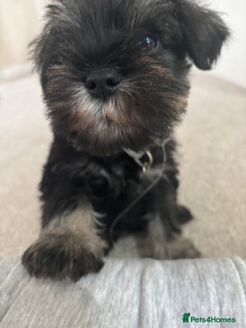 Miniature Schnauzer dogs 1more left! kc registered miniature schnauzer pups - Advert 1