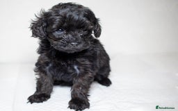 Mixed Breed dogs for sale: Havapoo. F1. Super healthy. - Image 18