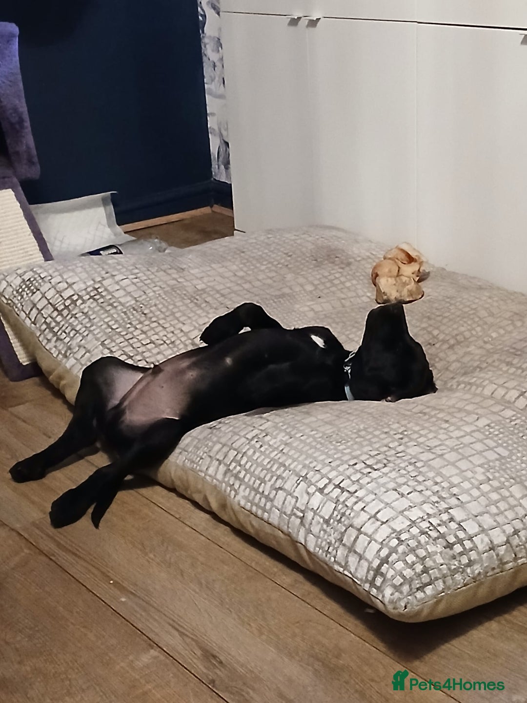 Mixed Breed dogs for sale: Sirius 3/4 labrador 1/4 dalmation - Image 1