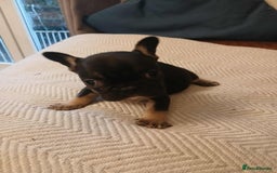 French Bulldog dogs for sale: French Bulldog puppies  - Image 7