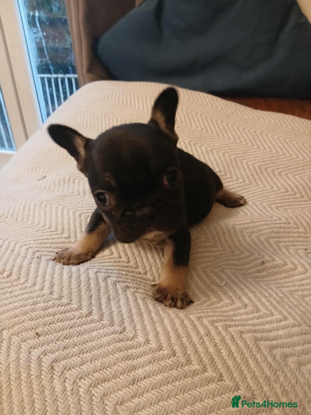 French Bulldog dogs for sale: French Bulldog puppies  - Image 7