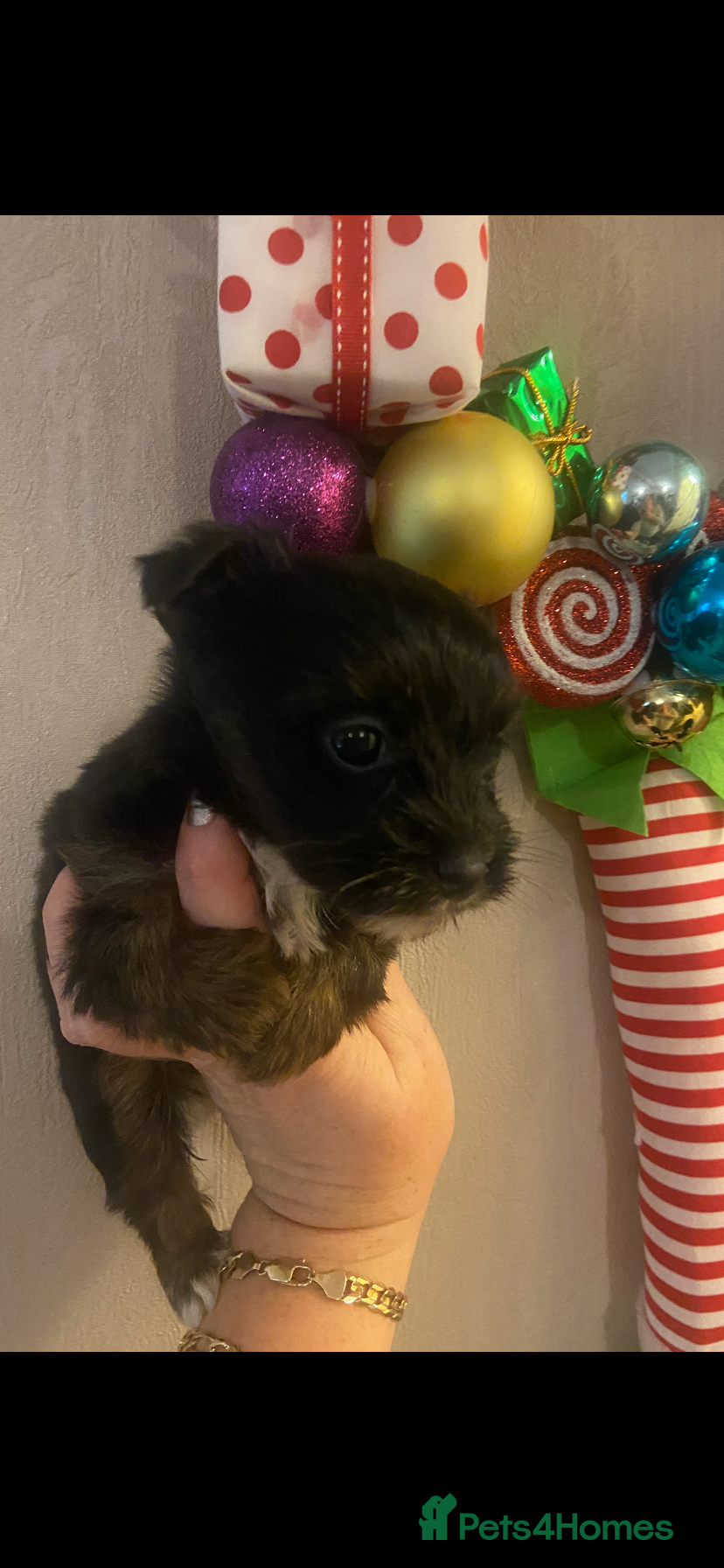 Jack Russell dogs Beautiful little jack Russel terrier x - Advert 1