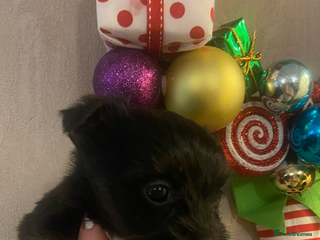 Jack Russell dogs Beautiful little jack Russel terrier x - Advert 1