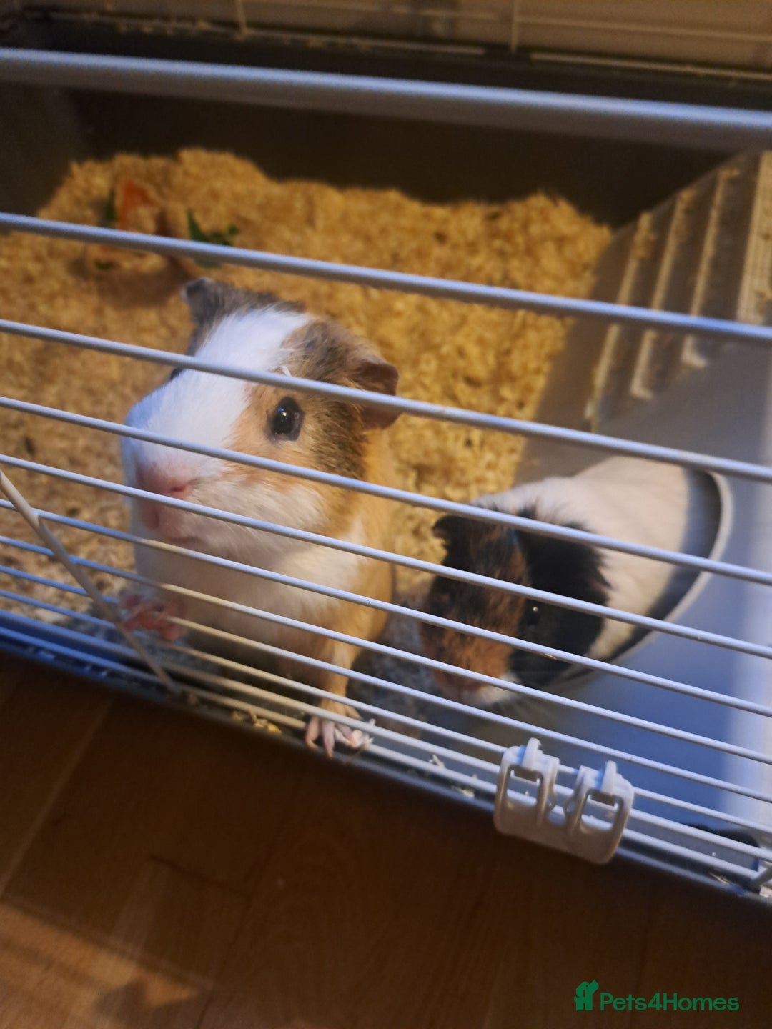 Guinea Pig rodents for sale: Guinea pigs - Advert 1