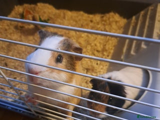 Guinea Pig rodents Guinea pigs - Advert 1