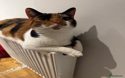 Mixed Breed cats for sale: Cat for sale - Image 1