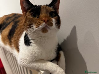 Mixed Breed cats - Advert 20